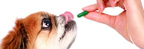 Витамины и пищевые добавки для собак